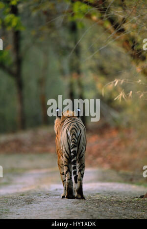 Vista posteriore dei maschi di tigre del Bengala (Panthera tigris tigris) passeggiate sulla via. Bandhavgarh National Park, India. Specie in via di estinzione. Foto Stock