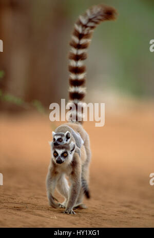 Anello lemure codato portando i giovani (Lemur catta). Madagascar. Foto Stock