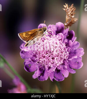 Lulworth Skipper butterfly (Thymelicus acteon) femmina sul campo scabious. In Inghilterra. Foto Stock