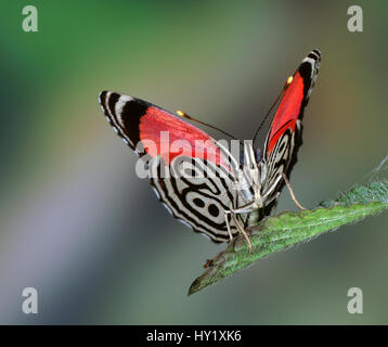 89 Butterfly (Diaethria clymena) Trinidad, captive. Foto Stock