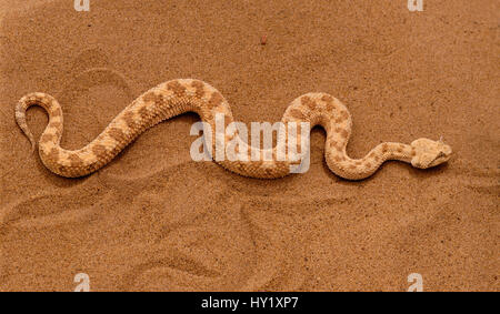 Vipera cornuta attraversando la sabbia (Cerastes cerastes) captive. Foto Stock