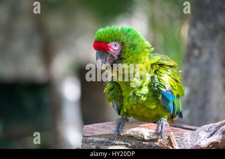 Close-up di un militare macaw (Ara militaris) seduto su un ramo di albero. Cancun, Messico. Foto Stock