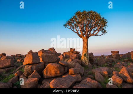 La faretra albero o aloe dichotoma, Keetmanshoop, Namibia Foto Stock