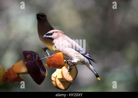 Close-up di un uccello tropicale - Yucatan (Vireo Vireo magister) mangiare la frutta da un alimentatore. Cancun, Messico. Foto Stock