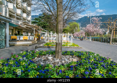 Fiori in primavera sulla passeggiata termale Merano, Alto Adige, Italia, Europa Foto Stock