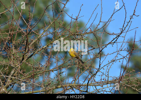 Zigolo giallo seduto su un ramo e si crogiola al sole di primavera Foto Stock