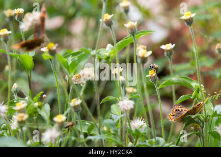 Asuncion, Paraguay. 31 marzo 2017. le farfalle e le api raccolgono il polline dai fiori durante la giornata di sole ad Asuncion, Paraguay. Crediti: Andre M. Chang/Alamy Live News Foto Stock