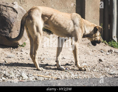Stray dog walking in prossimità della strada nelle zone rurali del Guatemala, America centrale. Foto Stock