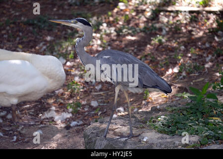 Airone cenerino in piedi vicino al lago Maksimir, Zagabria, Croazia Foto Stock