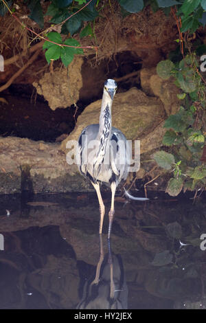 Airone cenerino in piedi nel lago Maksimir, Zagabria, Croazia Foto Stock