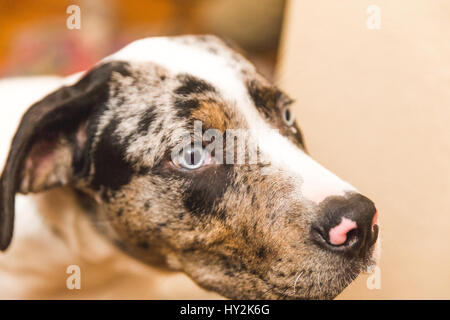 Bianco, nero, marrone e cane con luminosi occhi blu. Foto Stock