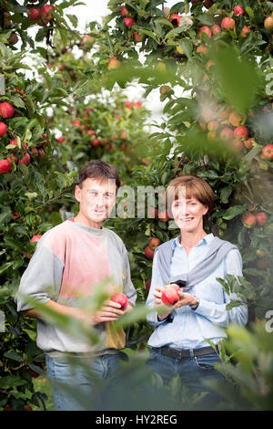 La mela e luppolo agricoltore Ali Capper delle scorte Farm Herefordshire Farm controlla il grado di maturità del suo raccolto con lavoratore agricultral Jerzy Kwapniewski da P Foto Stock