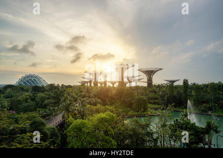 Singapore Supertrees in giardino dalla baia di mattina presso la baia a sud di Singapore. Foto Stock