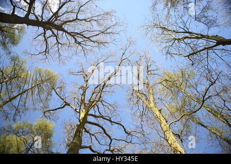 Tall Trees guardando verso il cielo Foto Stock