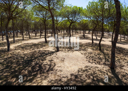 DONANA N.P., Siviglia, Spagna: endemica in pino cembro, ombrello di pino o Parasol pine (Pinus pinea) foresta in una giornata di sole la creazione di ombre sul terreno. Foto Stock