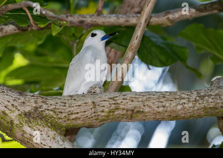 Seychelles, aride. Aride è la più settentrionale delle isole granitiche delle Seychelles. Fairy Tern aka tern bianco (WILD: Gygis alba) sulle uova. Foto Stock