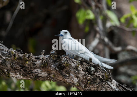 Seychelles, aride. Aride è la più settentrionale delle isole granitiche delle Seychelles. Fairy Tern aka tern bianco, con tuorlo di uovo sulla filiale(Wild: Gygis alba) Foto Stock