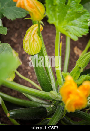 Immagine di baby squash pianta con i fiori. Foto Stock