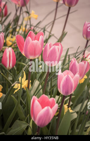 Immagine di tulipani rosa in primavera. Foto Stock