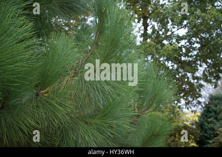 Pinus canariensis a Clyne giardini, Swansea, Wales, Regno Unito. Foto Stock