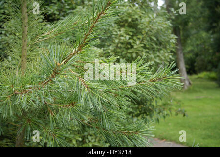 Pinus morrisonicola Foto Stock