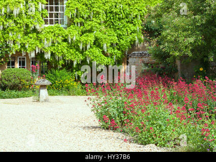 Cottage fronte giardino con fiori di colore rosso lungo il viale di pietra, casa parete ricoperta dal bianco di pianta di glicine in fiore . Foto Stock