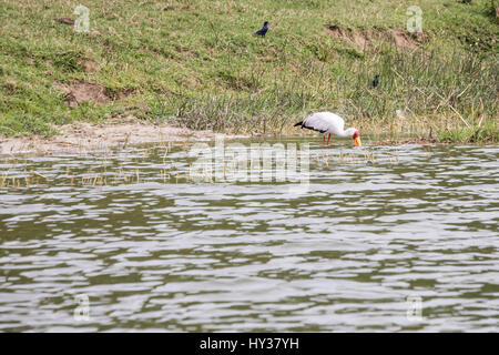 Giallo fatturati stork alimentazione nel canale Kazinga nel Parco Nazionale Queen Elizabeth, Uganda, Africa. Foto Stock