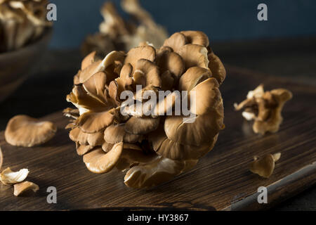 Materie organiche funghi Maitake a grappolo Foto Stock