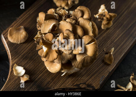 Materie organiche funghi Maitake a grappolo Foto Stock