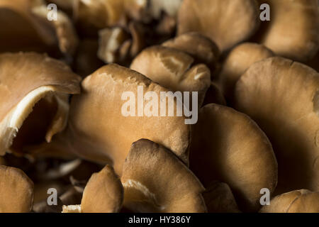 Materie organiche funghi Maitake a grappolo Foto Stock