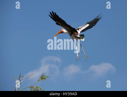 Cicogna dipinta in Kunthankulam Bird Sanctuary,Tamil Nadu, India Foto Stock