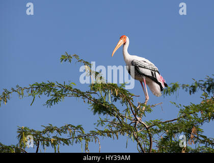 Cicogna dipinta in Kunthankulam Bird Sanctuary,Tamil Nadu, India Foto Stock