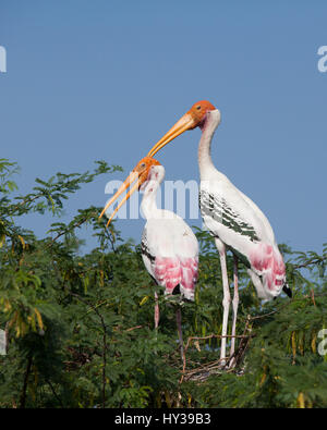 Cicogna dipinta in Kunthankulam Bird Sactuary,Tamil Nadu, India Foto Stock