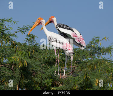 Dipinto di cicogne in Kunthakulam Bird Sanctuary,Tamil Nadu, India Foto Stock