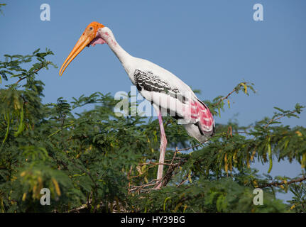 Cicogna dipinta in Kunthankulam Bird Sactuary,Tamil Nadu, India Foto Stock