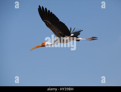 Cicogna dipinta in Kunthankulam Bird Sanctuary,Tamil Nadu, India Foto Stock