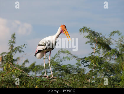 Dipinto di cicogne in Koonthakulam Bird Sanctuary,Tamil Nadu, India Foto Stock