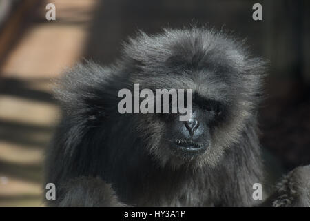 Iavan gibbone, Hylobates moloch, Hylobatidae, zoo di Madrid, Spagna Foto Stock