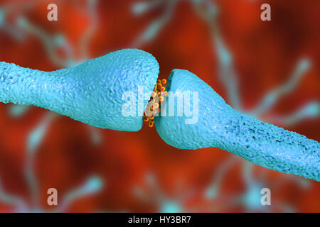 Sinapsi nervo. Computer illustrazione di una giunzione o Synapse, tra due cellule nervose (neuroni). Come il segnale elettrico raggiunge il terminale presinaptico di un neurone che innesca il rilascio dei neurotrasmettitori attraverso lo spazio o fessura sinaptica, fra le due celle. I neurotrasmettitori si legano ai recettori presenti sulla membrana post-sinaptica, cambiando la membrana di eccitabilità e di attivazione di un impulso elettrico. Foto Stock