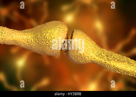 Sinapsi nervo. Computer illustrazione di una giunzione o Synapse, tra due cellule nervose (neuroni). Come il segnale elettrico raggiunge il terminale presinaptico di un neurone che innesca il rilascio dei neurotrasmettitori attraverso lo spazio o fessura sinaptica, fra le due celle. I neurotrasmettitori si legano ai recettori presenti sulla membrana post-sinaptica, cambiando la membrana di eccitabilità e di attivazione di un impulso elettrico. Foto Stock