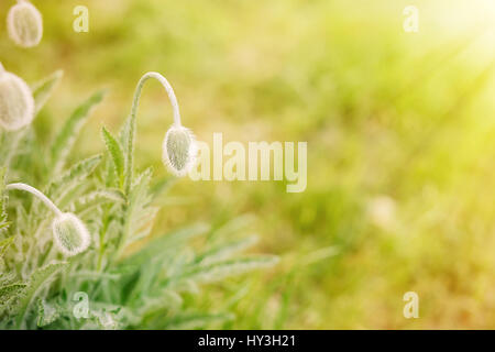 Verde peloso papaveri gemme in sunset, soleggiata primavera sfondo Foto Stock