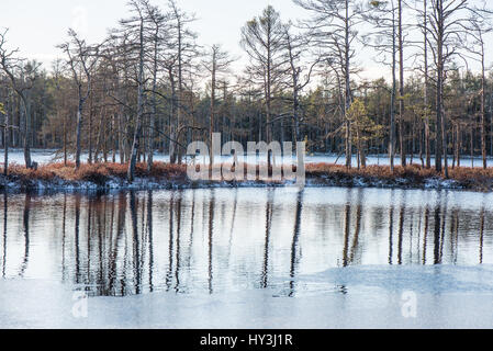 Andscape con congelata di piante e le brinate. Frosty mattina nella torbiera alta esistenti. Kemeri National Park, Lettonia Foto Stock