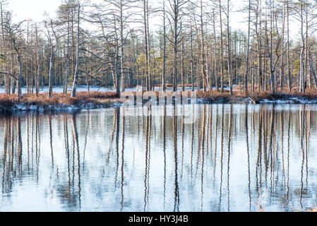 Andscape con congelata di piante e le brinate. Frosty mattina nella torbiera alta esistenti. Kemeri National Park, Lettonia Foto Stock