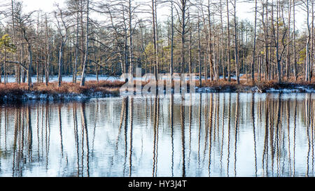 Andscape con congelata di piante e le brinate. Frosty mattina nella torbiera alta esistenti. Kemeri National Park, Lettonia Foto Stock