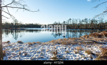 Andscape con congelata di piante e le brinate. Frosty mattina nella torbiera alta esistenti. Kemeri National Park, Lettonia Foto Stock