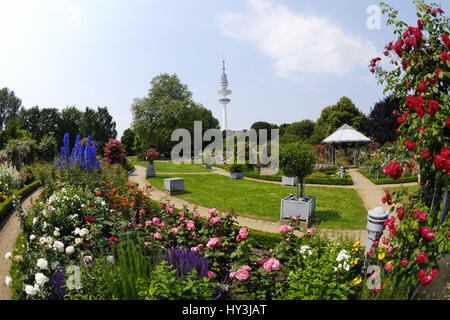 Giardino di Rose nel parco di pianificazione Blomen onu ad Amburgo, Germania, Europa, Rosengarten im Park parco Planten un Blomen ad Amburgo, Deutschland, Europa Foto Stock