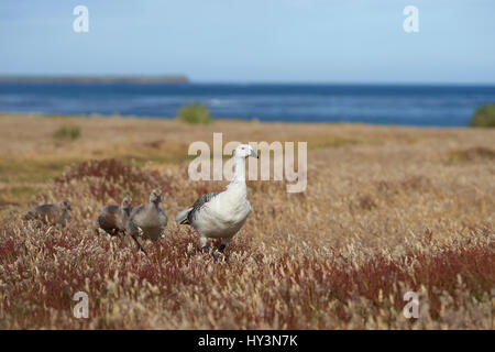 Maschio di oca montane (Chloephaga picta leucoptera) con i capretti goslings a piedi attraverso un prato erboso su Sealion isola nelle isole Falkland. Foto Stock