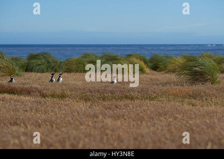 I pinguini di Magellano (Spheniscus magellanicus) a piedi attraverso un prato erboso su Sealion isola nelle isole Falkland. Foto Stock