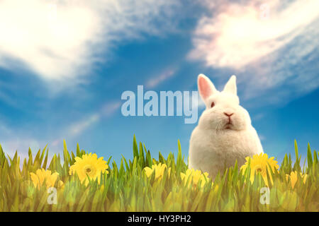 Immagine digitale di coniglio seduto sull'erba contro la vista di un cielo blu Foto Stock