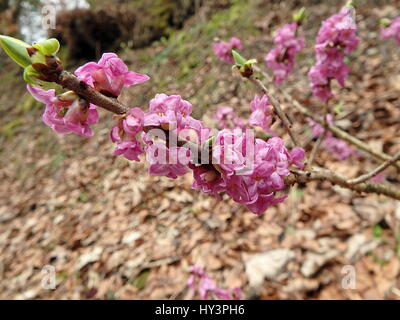 Bella mezereon fiorisce in primavera in habitat naturale, mezereon,(Daphne mezereum), Foto Stock